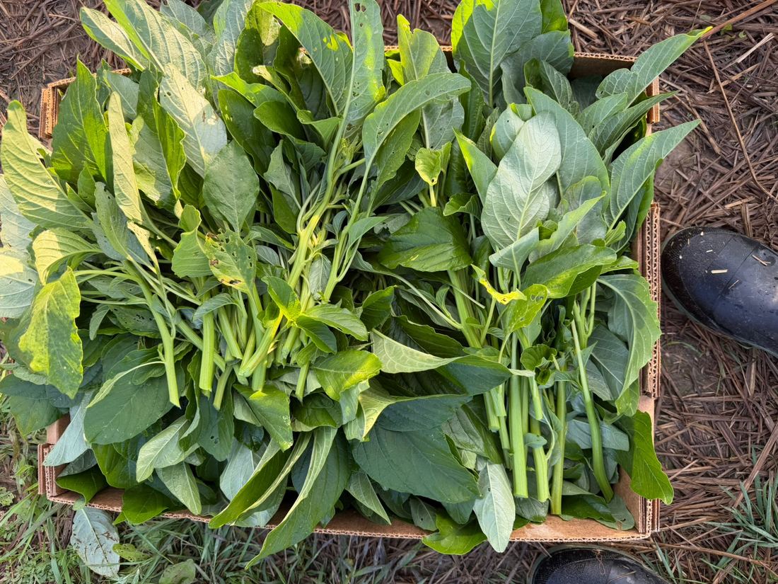 Freshly harvested amaranth