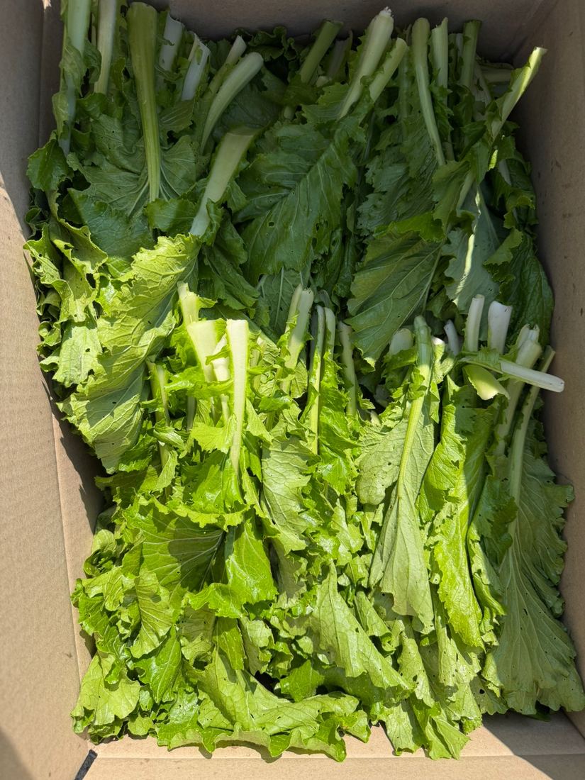 Chinese cabbage