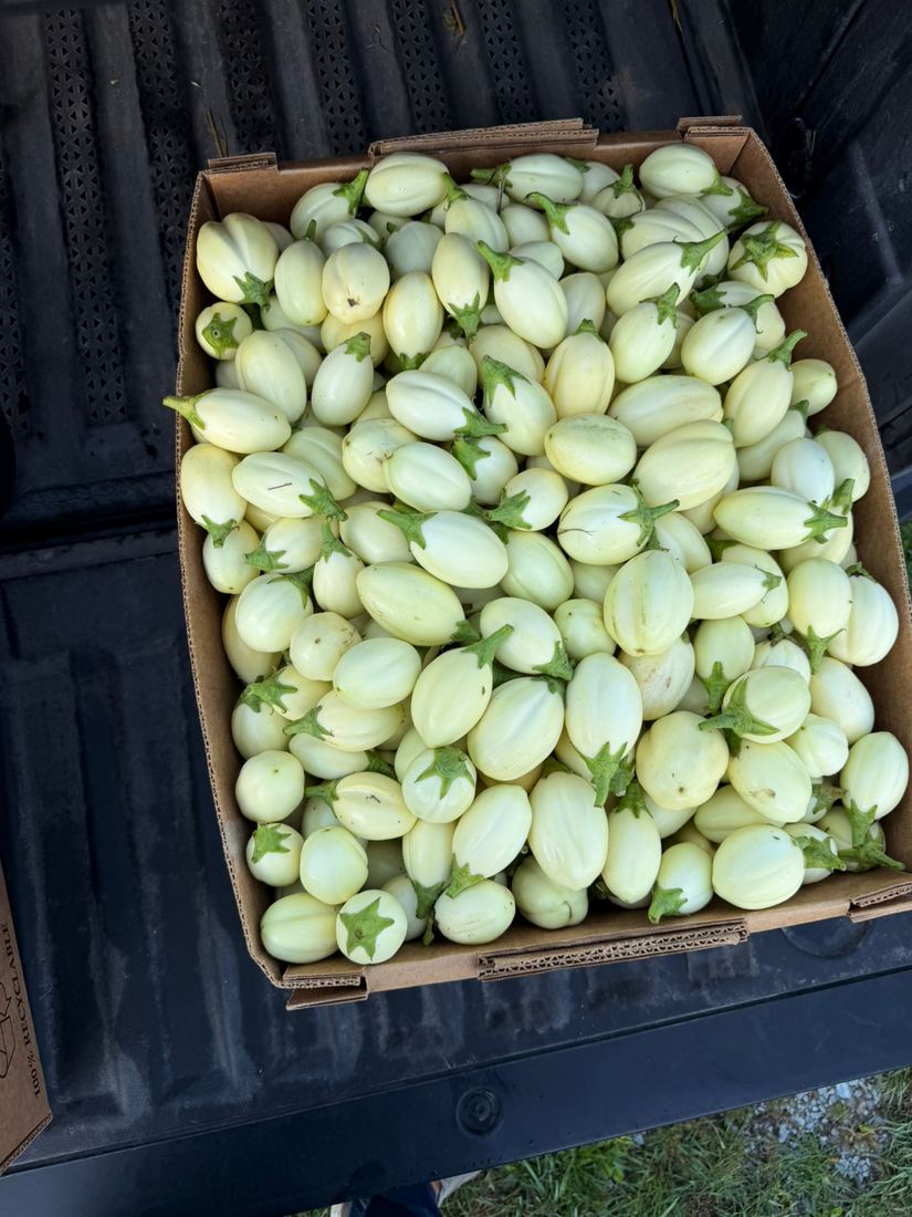 African eggplant, intore