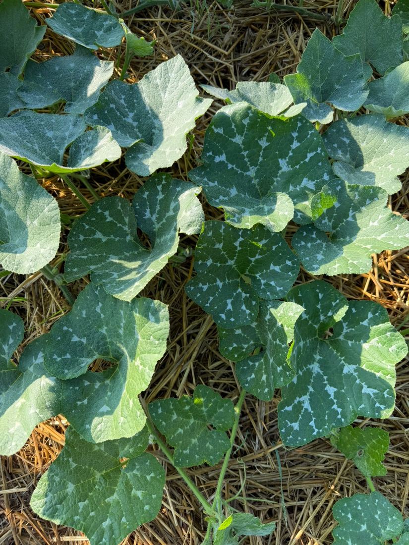 African pumpkin leaves